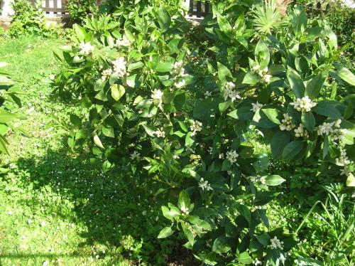 um arbusto com flores brancas num quintal em Vacation Home Lucija em Slatina