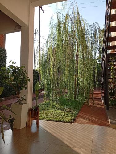 a weeping willow tree in the middle of a courtyard at Hospedaje La Casa del Sauce in Obligado