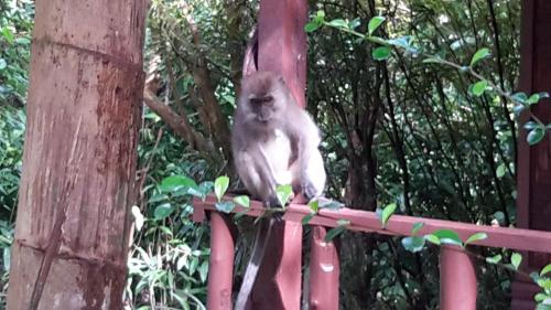 a monkey sitting on top of a fence at Eco Bungalow in Ko Phayam