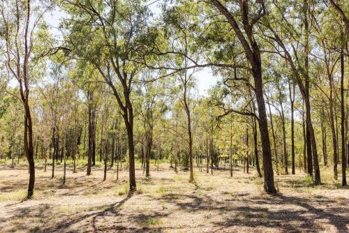 a forest of trees with their shadows on the ground at Kenny and Clancy's Camp by Tiny Away in Grandchester