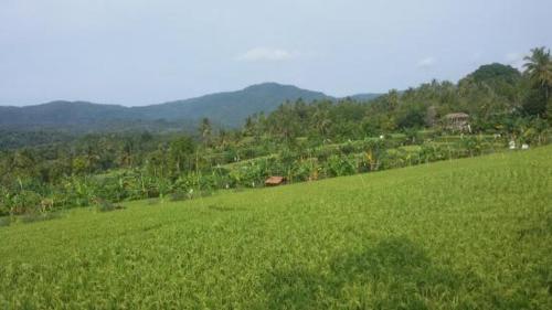 a field of green grass with mountains in the background at Yoga Homestay in Munduk