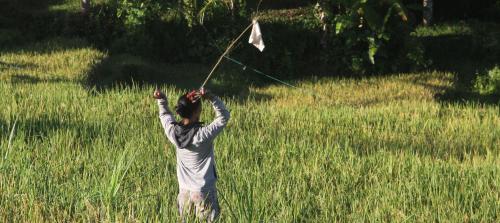 a person is flying a kite in a field at Yoga Homestay in Munduk