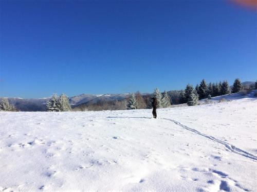 a person walking through a snow covered field at Zabola Estate - Transylvania in Zăbala
