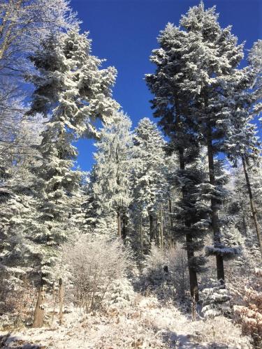 a group of trees covered in snow at Zabola Estate - Transylvania in Zăbala
