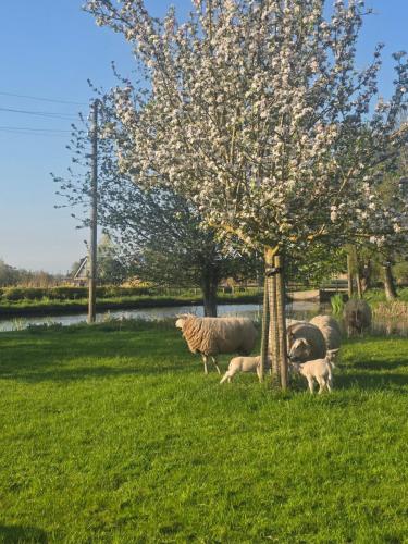 a group of sheep standing in a field under a tree at Boutique vakantiehuis Het Stalhuys in Reeuwijk