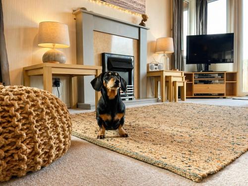 a dog sitting on a rug in a living room at Beautiful Lodge Retreat - 3 Bedrooms - Sleeps 6 in West Down