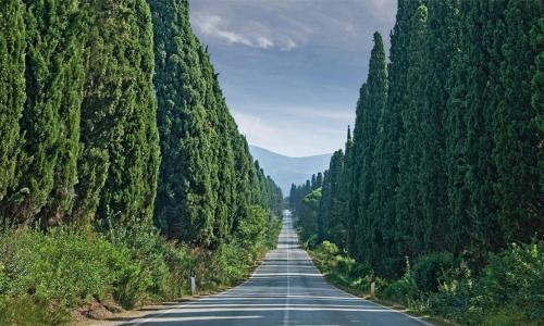 a road lined with trees on either side at Agriturismo SS Annunziata in San Vincenzo