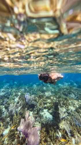 a turtle swimming over a coral reef at Villa Rosa in Punta Rucia
