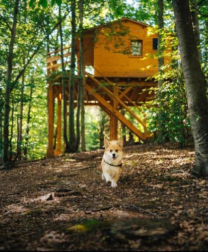 Treehouse Vtáčikovo