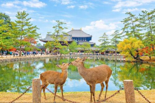 two deer standing next to a pond in a park at Staylinks Nara Kitamachi in Nara
