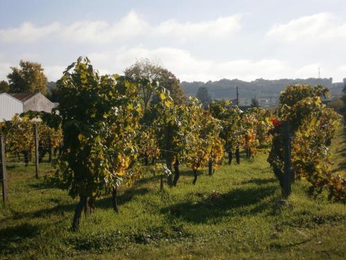 a row of orange trees in a field at Chez Elisa in Chinon