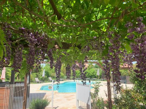 a bunch of purple grapes hanging from a pergola over a pool at Les chalets de fiolles in Brens