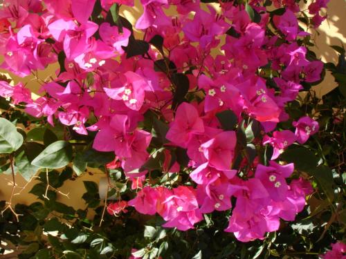 a bunch of pink flowers on a bush at Baia Degli Aranci Suite & Apartments in Vieste