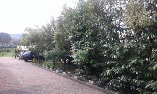 a row of trees on the side of a road at Le Palme in Chieti