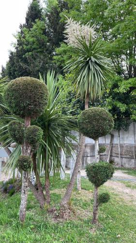 a group of trees and bushes in a garden at Pichoses Suites - Gerês in Geres