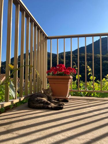Eine Katze liegt auf einer Terrasse neben einem Blumentopf. in der Unterkunft La Corbula - Casa Vacanze - Q5992 in Fluminimaggiore