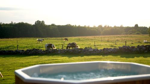 a group of horses grazing in a field with a bath tub at Metsapiiga Talu in Vilina