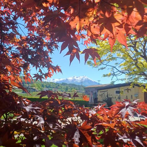 a view of a mountain through the leaves of trees at ACERO ROSSO in Pianfei