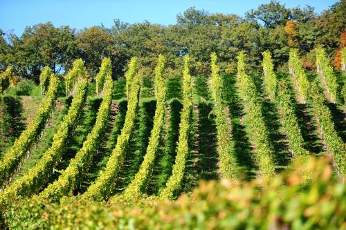 a field of soybean plants in a field at Heitlinger Hof in Tiefenbach