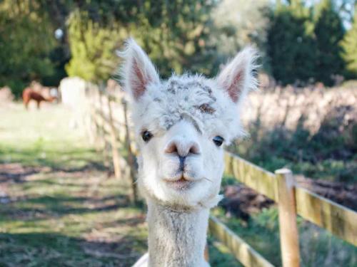 a close up of a llama looking at the camera at Sugar Hut by Tiny Away in Great Horkesley