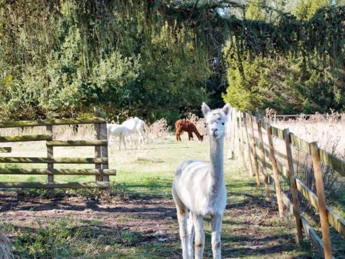 a white llama standing next to a fence with horses at Vilasini Hut by Tiny Away in Great Horkesley