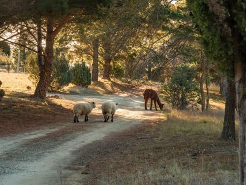 a group of sheep and a horse walking down a road at Blue Gum at Langdale 1 by Tiny Away in Bungendore