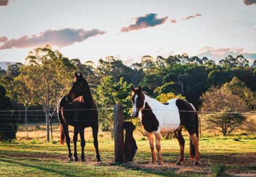 two horses are standing next to a fence at Hinterland Hideout by Tiny Away in Myocum
