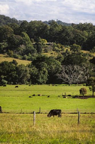 a group of cows grazing in a field at Huntingdon House by Tiny Away in Wauchope