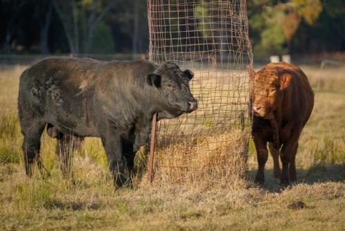 two cows standing next to a fence in a field at Little Argyle Tiny House by Tiny Away in Coonabarabran