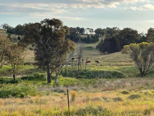 a field with trees and animals in the distance at Little Argyle Tiny House by Tiny Away in Coonabarabran