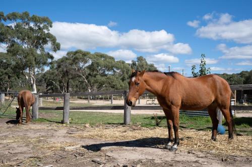 a brown horse standing next to a smaller horse at Saddle Camp Tiny House by Tiny Away in Braidwood