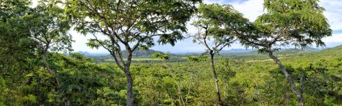 a group of trees in a field with mountains in the background at Musangano Lodge in Odzi