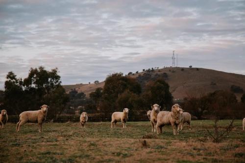 a herd of sheep standing in a field at Tiny Boorowa by Tiny Away in Boorowa