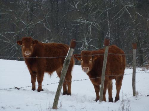 two cows standing next to a fence in the snow at L'Hirondelle Chambres d'Hotes in Saint-Mathieu