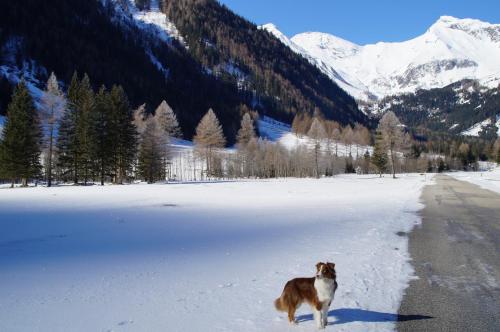 a brown and white dog standing in the snow at Hotel Bergkristall in Mallnitz