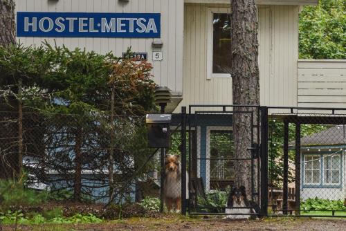 a dog standing behind a fence in front of a house at Metsa Hostel in Võsu