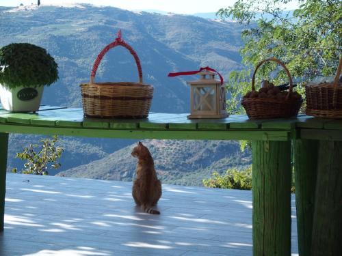 a dog standing under a table with baskets on it at Ktima Noosfera Wellness & Retreat Center in Nees Vrisoules