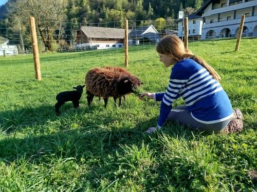 a young girl feeding a sheep in a field at Hintererhof in Hintersee