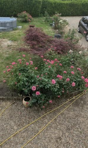 a flower bed of pink roses in a yard at Pin parasol in Marmande
