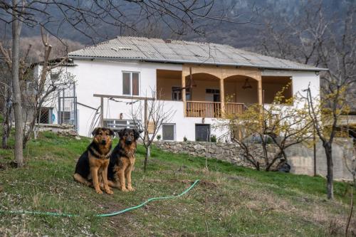 two dogs sitting in the grass in front of a house at Cypress guesthouse in Pokr Ayrum