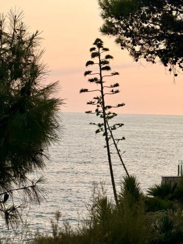 a tall tree with a view of the ocean at Villa Misita Elegant SeaView Rooms in Dubrovnik