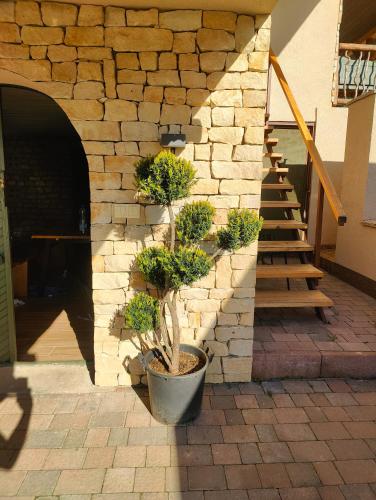 a stone wall with a potted plant next to a staircase at KICIKLA Fire & Wine in Nagybakónak