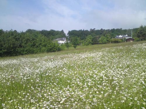 a field full of white flowers in a field at Zum Rebhang Bed & Breakfast in Oestrich-Winkel