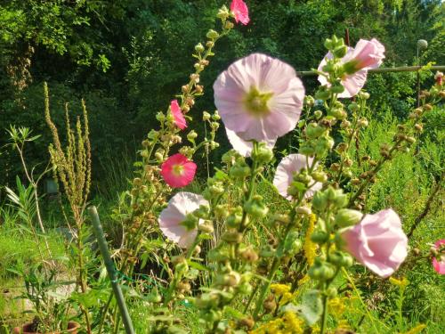 a bunch of pink flowers in a field at Villa-Hufeland in Berlin