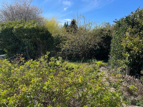 ein Garten mit Büschen und Bäumen an einem sonnigen Tag in der Unterkunft Martens studio in Malmö