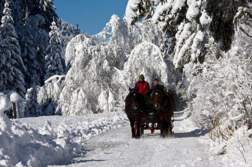 two people riding a horse drawn carriage down a snow covered road at Ferienwohnungen Knaller-Möd in Weissensee