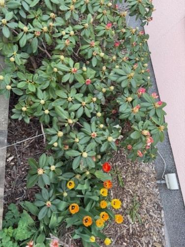 a plant with yellow and orange flowers in a garden at Kleine Idylle in Luckenwalde