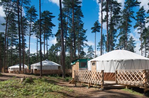 a row of tents in a forest with trees at Yurtos in Gaugariai