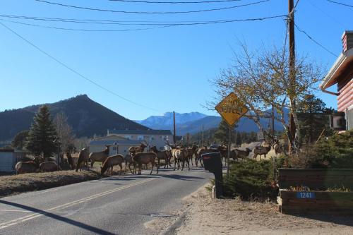 a herd of deer walking down a street at Colorado Cottages in Estes Park