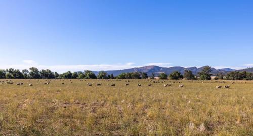a herd of animals grazing in a field at Auburn Vale Cottage by Tiny Away in Quirindi